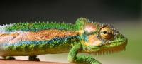 Social media – a marketing chameleon